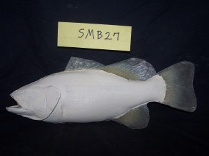 Smallmouth Bass 27                    
