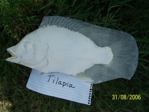 Tilapia  1                        