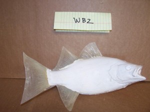 White Bass 2           