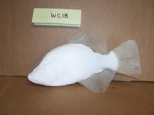 White Crappie 18    
