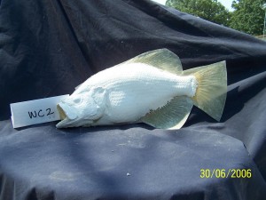 White Crappie 2         