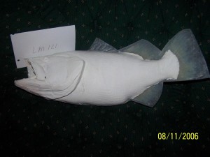 Largemouth Bass 121     