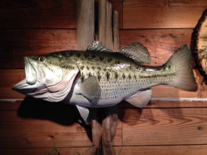Largemouth Bass 123     