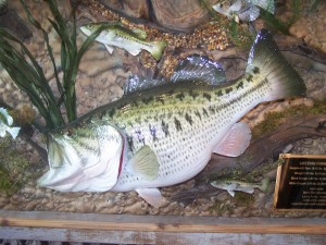 LARGEMOUTH BASS #124         