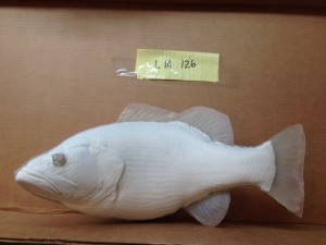 Largemouth Bass 126     