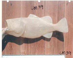 Largemouth Bass 39         