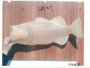 Largemouth Bass 57     