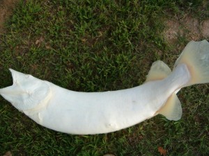 MUSKIE 3      