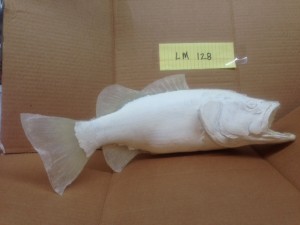 Largemouth Bass 128  
